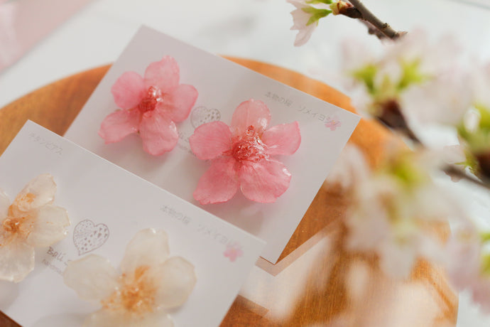 Natural Shape Someiyoshino Sakura Earrings #S004