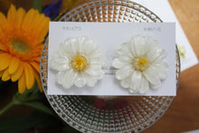 White Zinnia Flower No.8